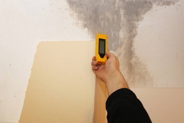 Best Mold Remediation for Rental Properties  in Claremont, CA