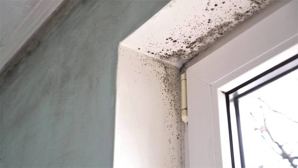 Mold Remediation for Rental Properties in Claremont, CA