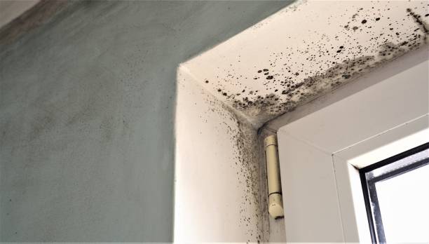 Best HVAC Mold Inspection and Cleaning  in Claremont, CA