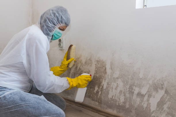 Best Mold Documentation for Insurance Claims  in Claremont, CA