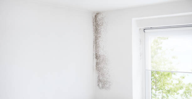 Professional Mold Removal in Claremont, CA