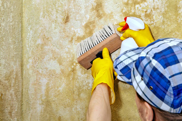 Best Mold Odor Removal Services  in Claremont, CA