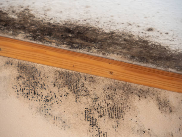 Best Post-Construction Mold Inspection  in Claremont, CA