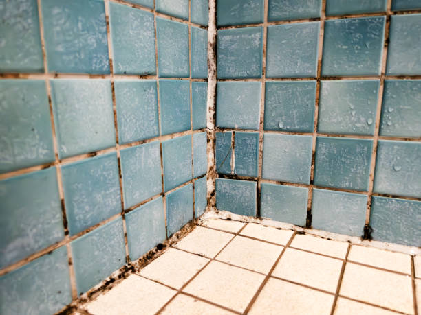 Best Asbestos and Lead Testing During Mold Inspection  in Claremont, CA
