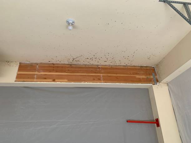 Best Water Damage & Mold Remediation  in Claremont, CA