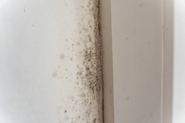 Best Residential Mold Inspection & Testing  in Claremont, CA