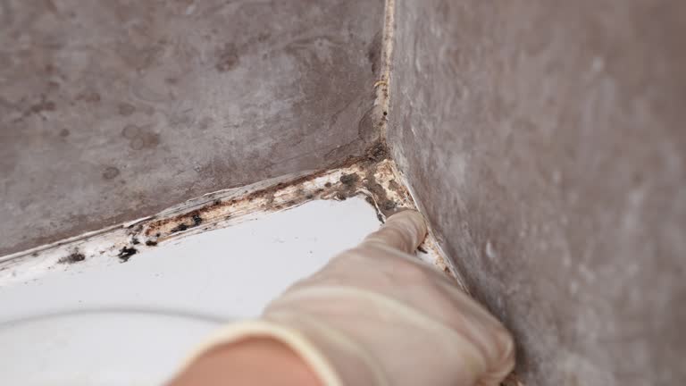 Best Crawl Space Mold Remediation  in Claremont, CA