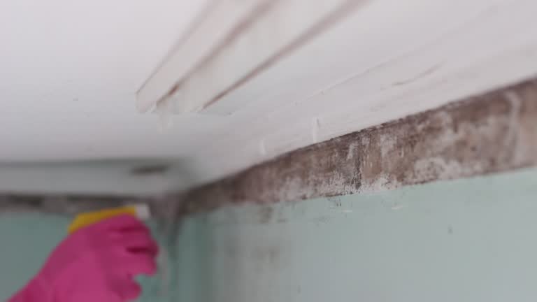 Best Environmental Consulting for Mold Prevention  in Claremont, CA